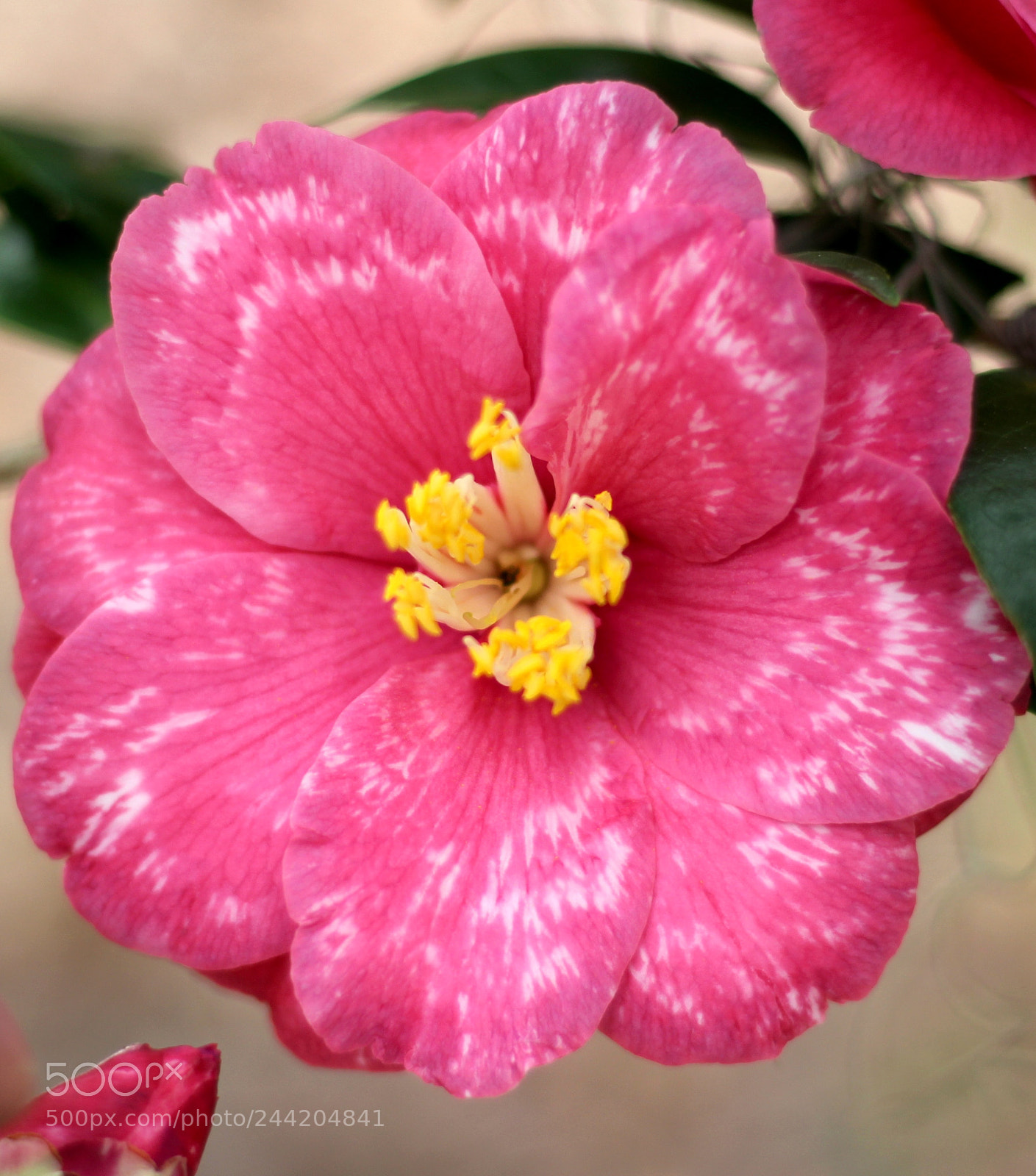 Canon EOS 100D (EOS Rebel SL1 / EOS Kiss X7) sample photo. Jessie burgess camellia photography