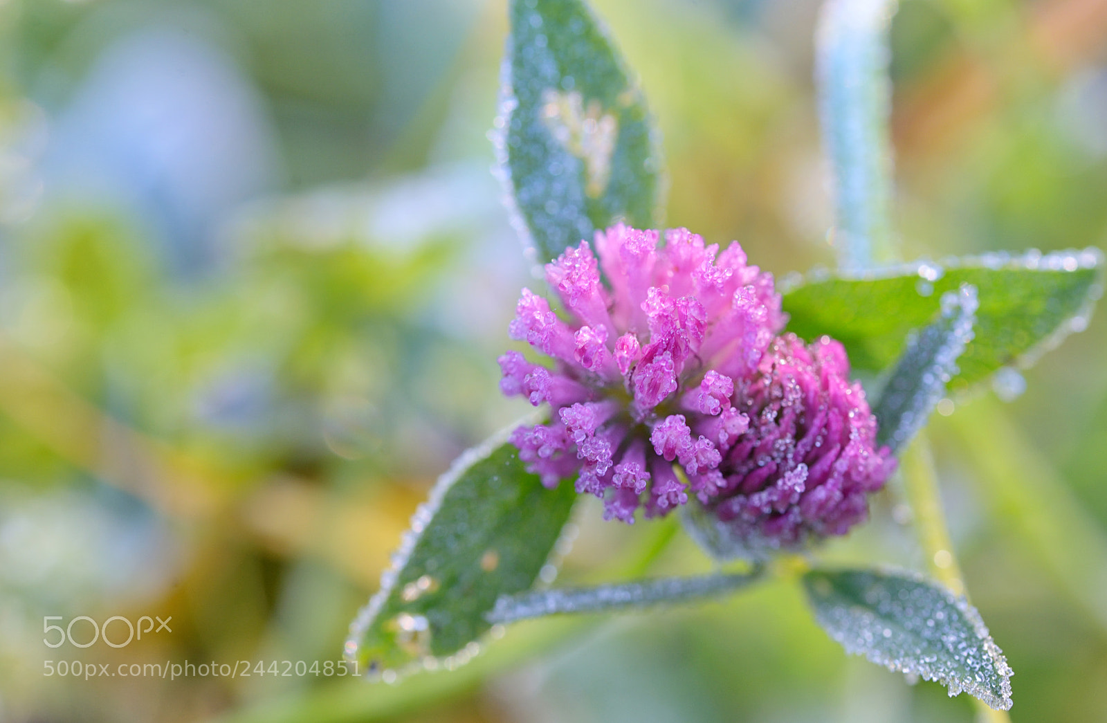 Nikon D610 sample photo. Red clover - trifolium photography