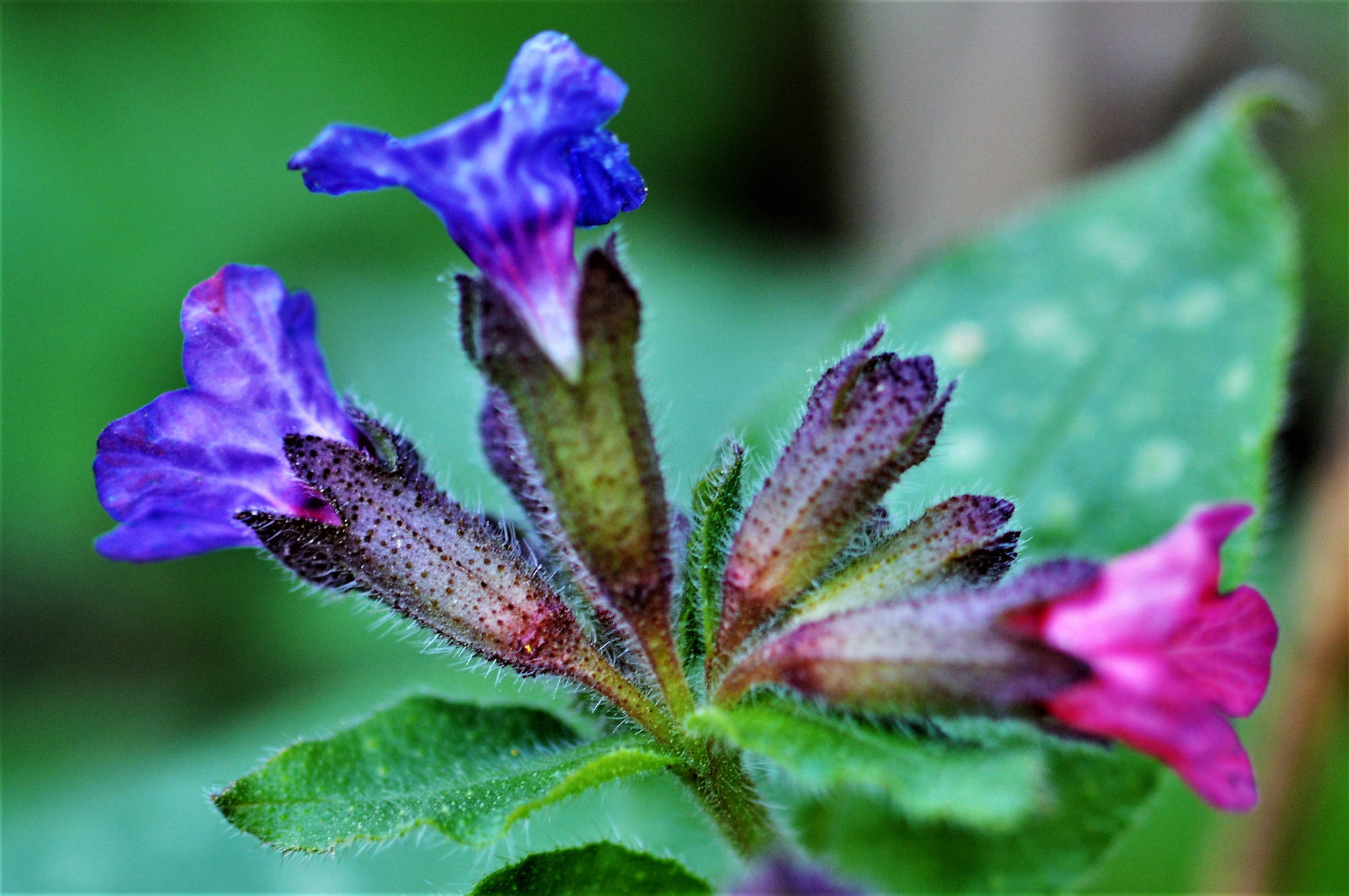 Sigma 105mm F2.8 EX DG OS HSM sample photo. Kır Çiçeği photography
