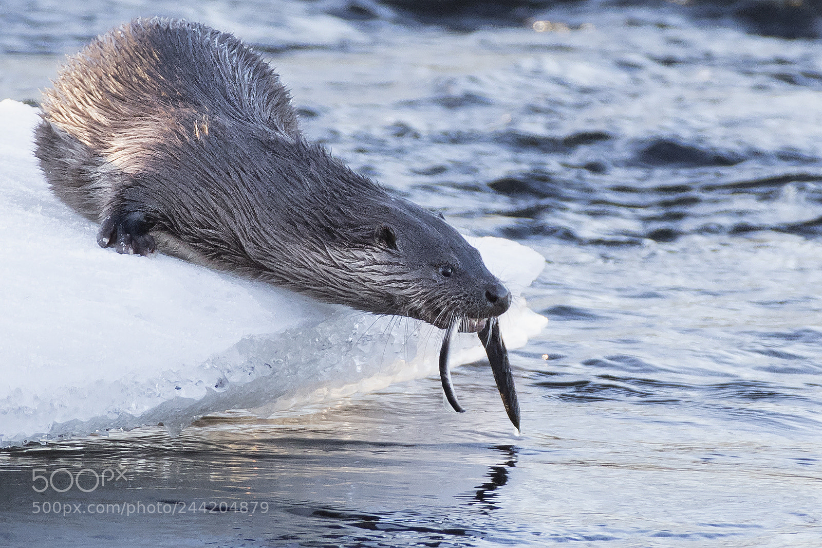 Canon EOS-1D X Mark II sample photo. Otter fishing photography