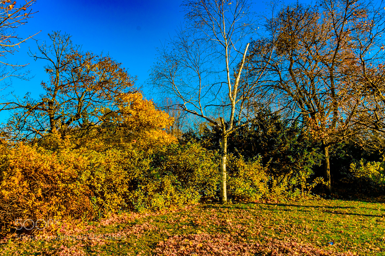Nikon D3400 sample photo. Birch photography