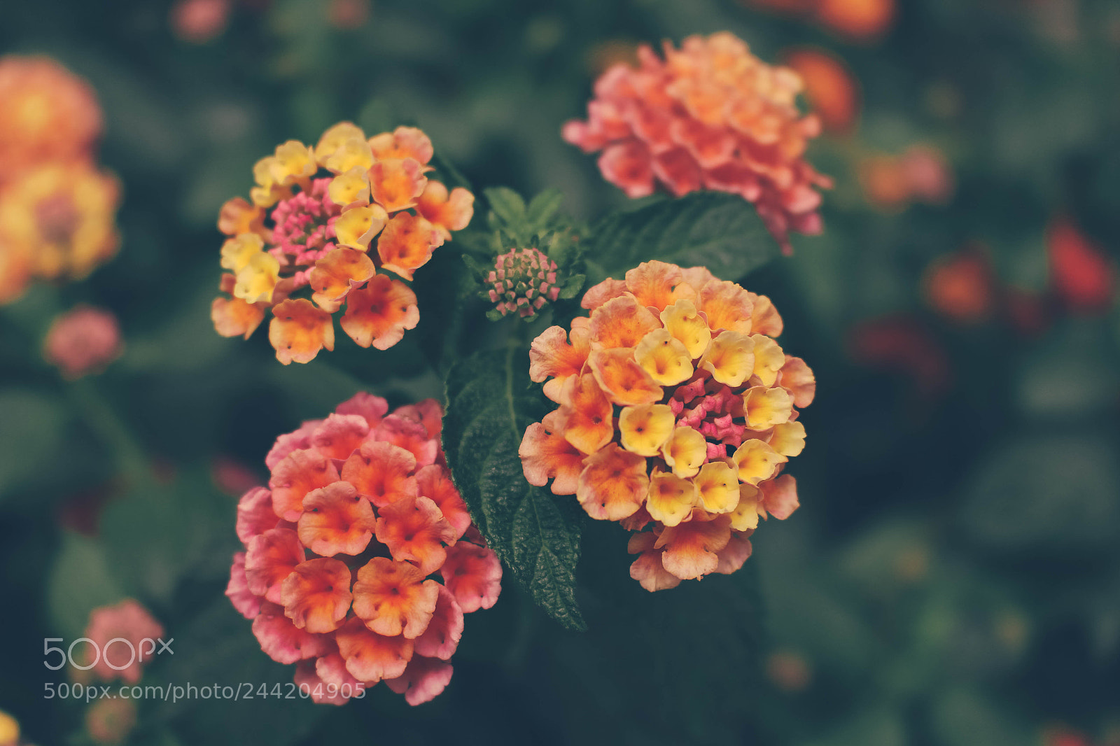 Canon EOS 700D (EOS Rebel T5i / EOS Kiss X7i) sample photo. Hot colors photography