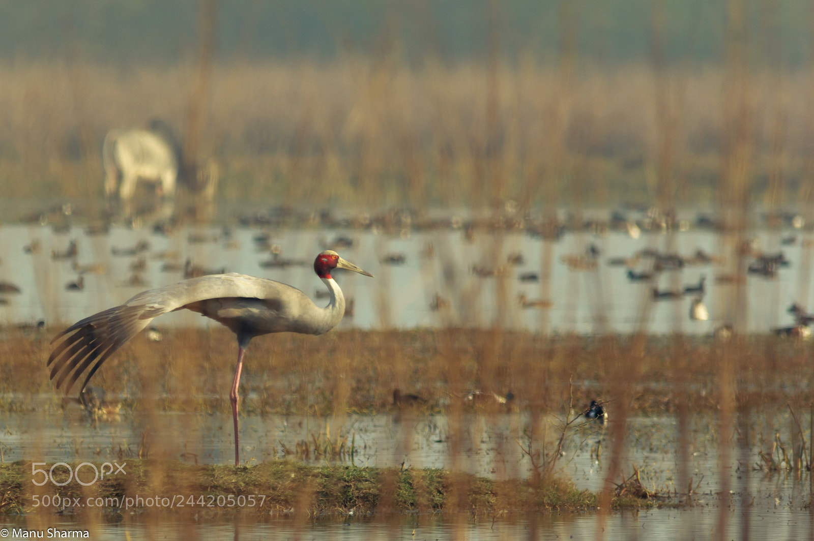 Canon EOS 550D (EOS Rebel T2i / EOS Kiss X4) sample photo. Sarus crane photography