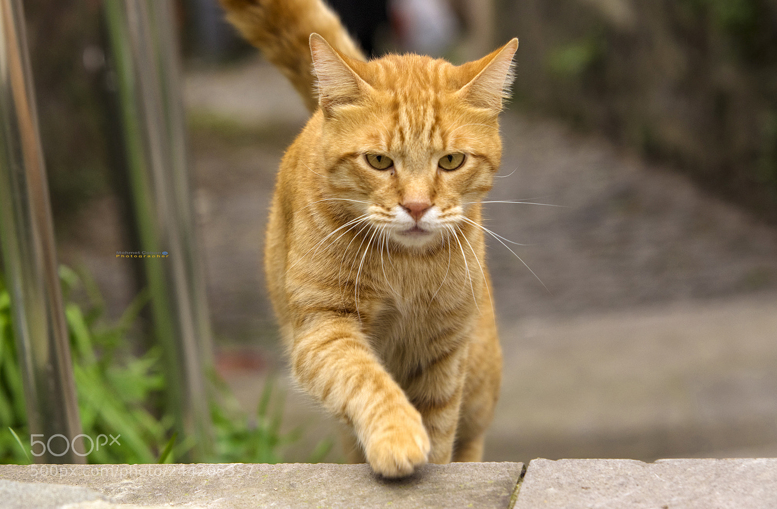 Pentax K-3 II sample photo. One hand paw photography