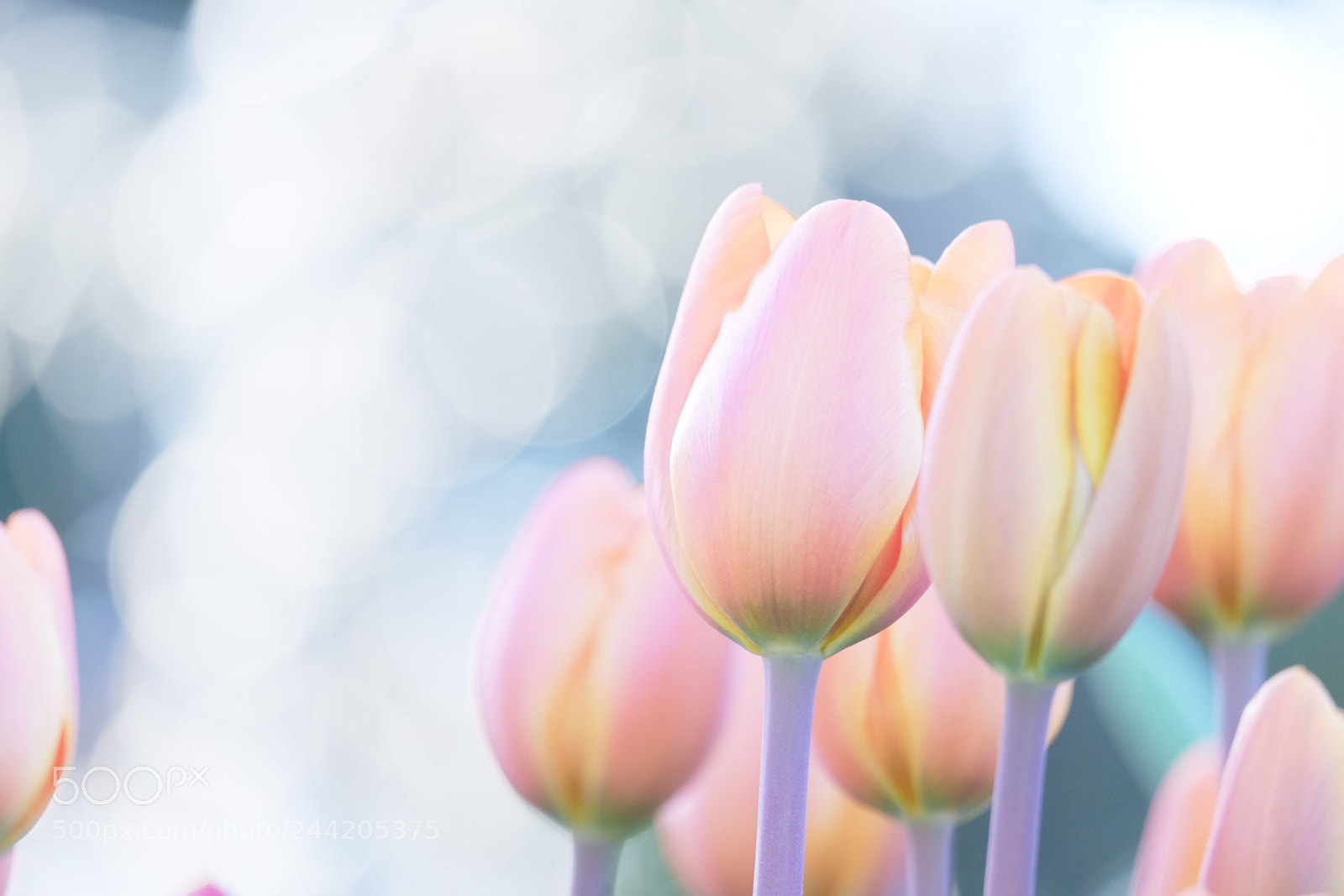 Fujifilm X-E2 sample photo. Together photography