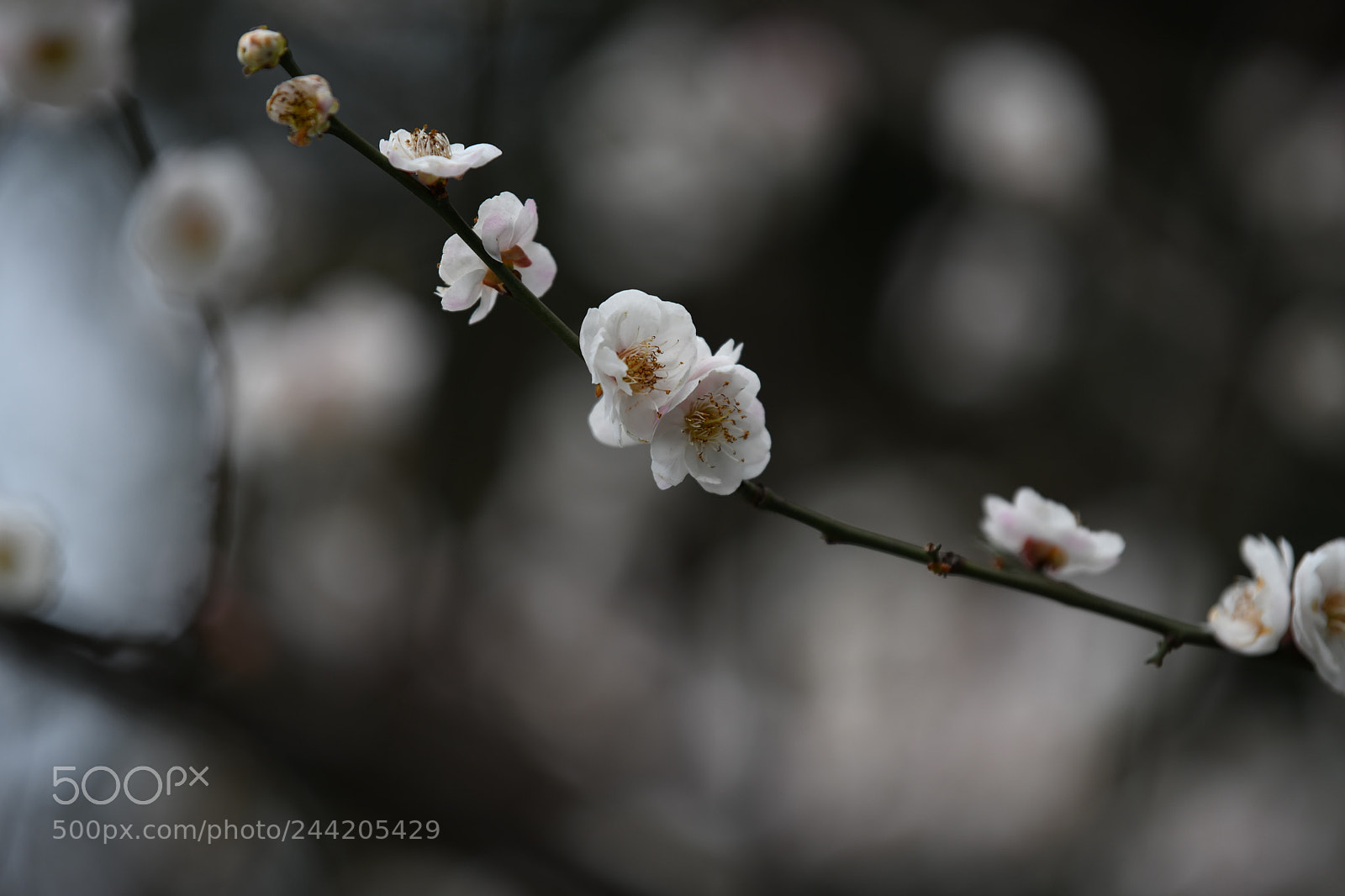 Nikon D850 sample photo. Winter photography