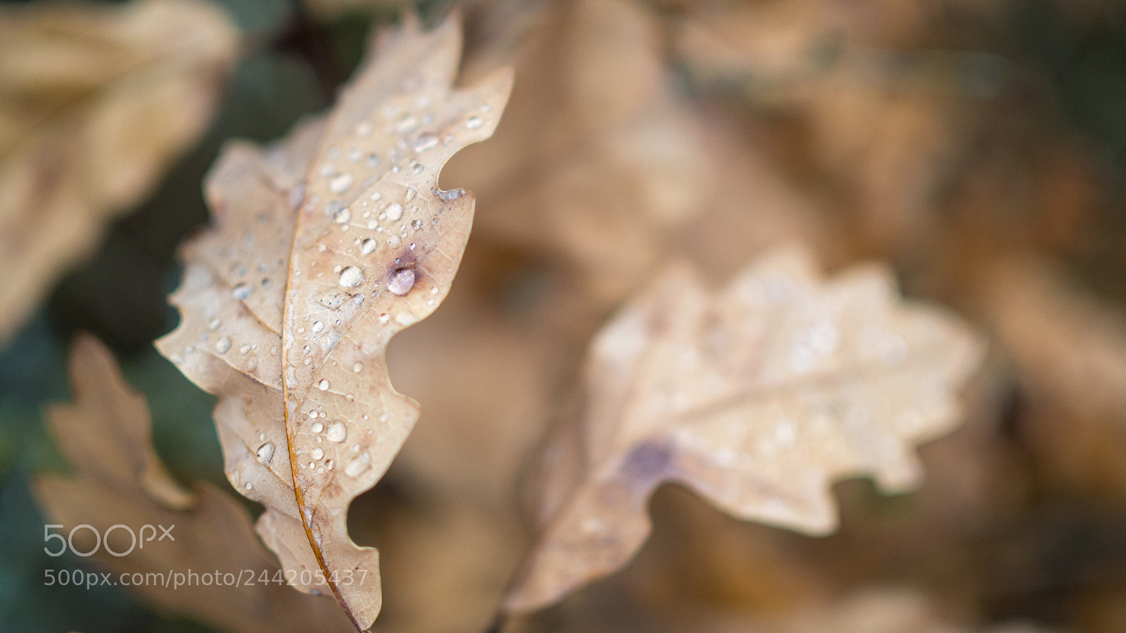 Olympus OM-D E-M10 II sample photo. Oak leaf. photography