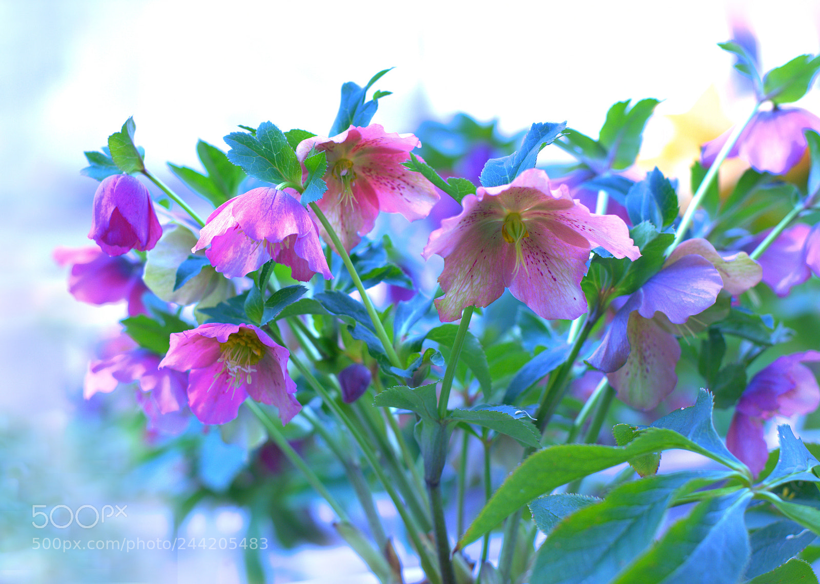 Nikon D7100 sample photo. SpringⅡ photography