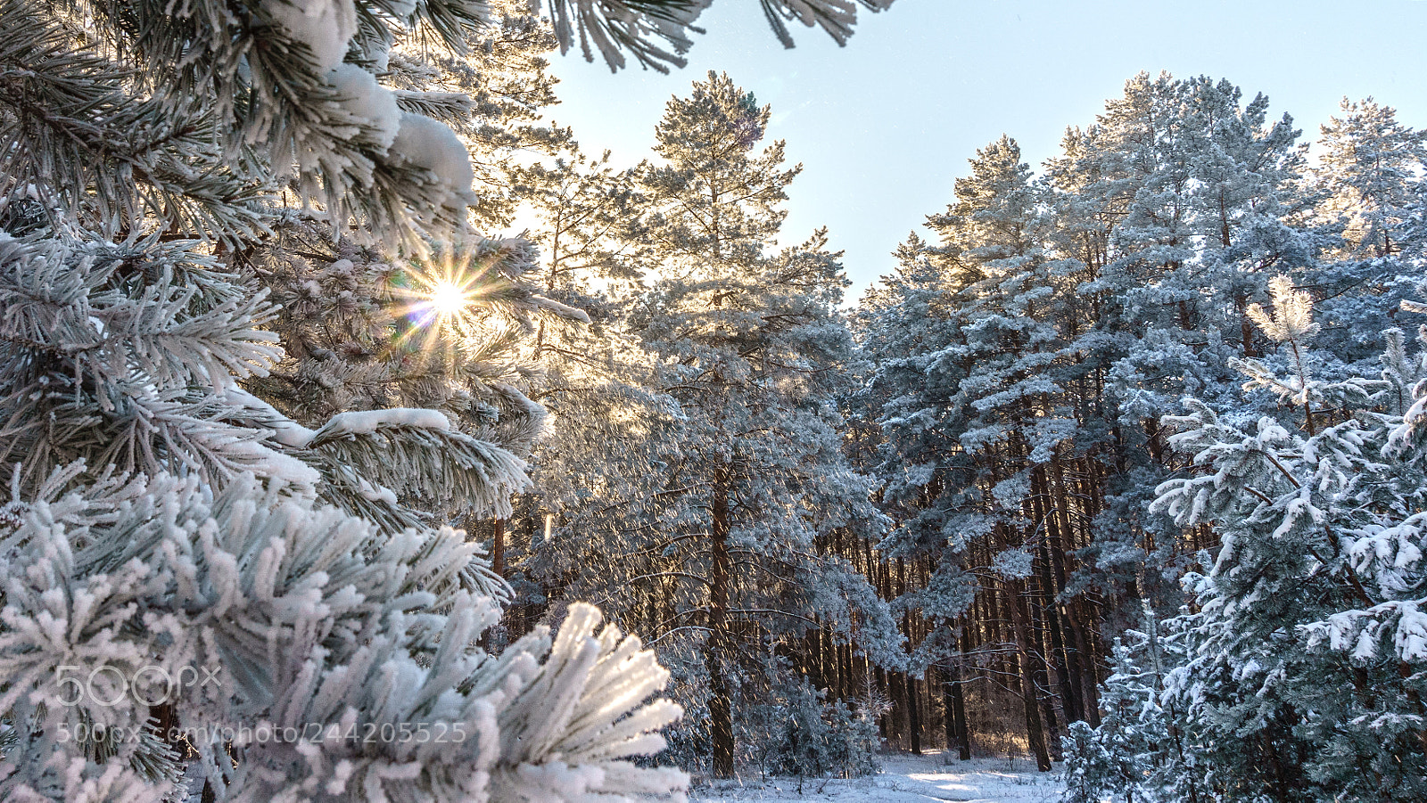 Sony Alpha a5000 (ILCE 5000) sample photo. Winter forest photography