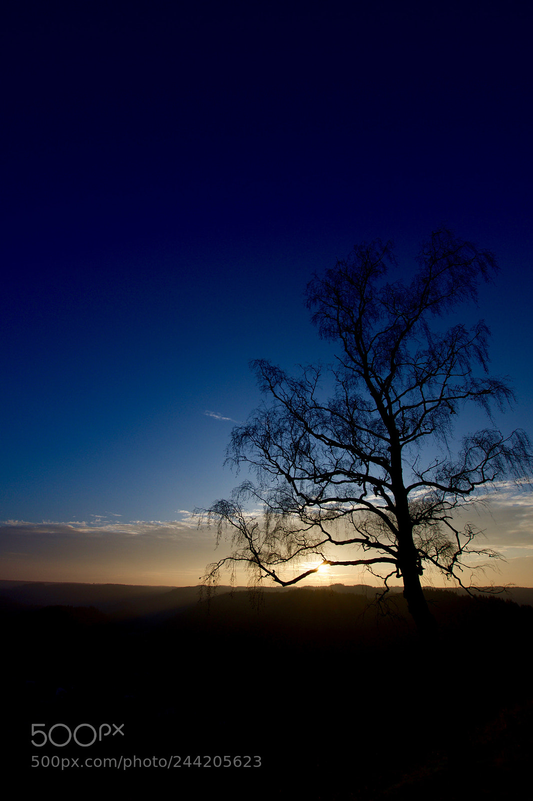 Nikon D500 sample photo. Untitled photography