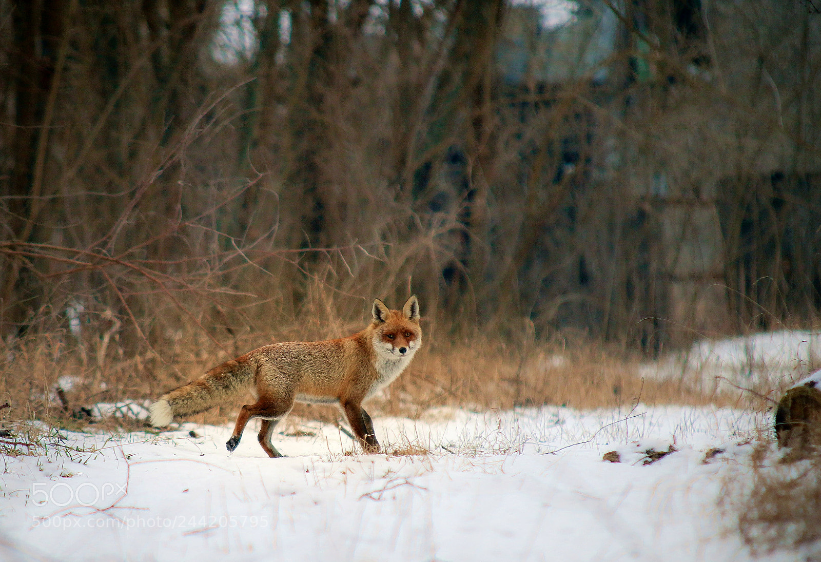 Canon EOS 7D Mark II sample photo. Red fox photography