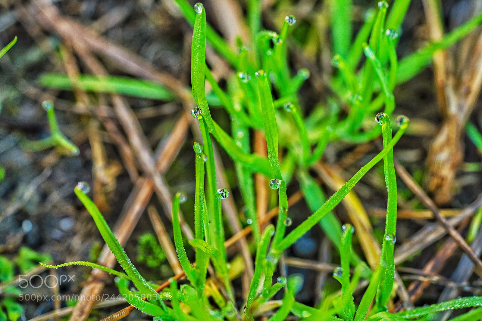 Sony a7R II sample photo. Dew photography