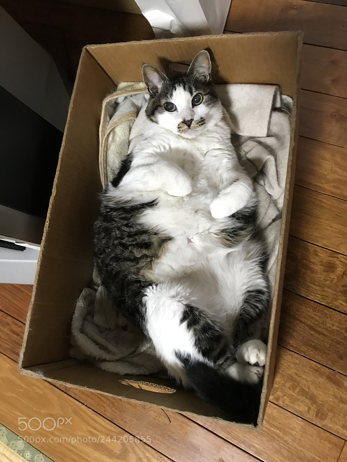 Apple iPhone 7 Plus sample photo. A cat in the photography