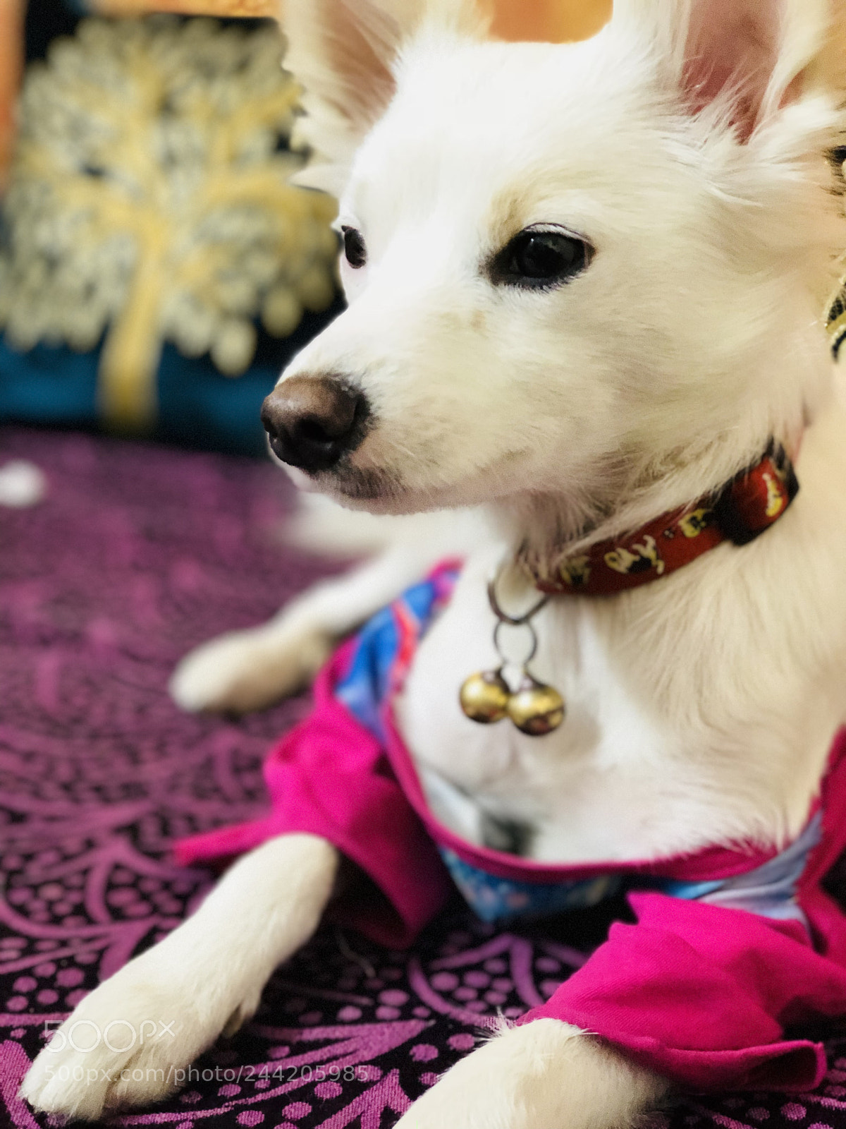 Apple iPhone 8 Plus sample photo. My pet ❤️ photography