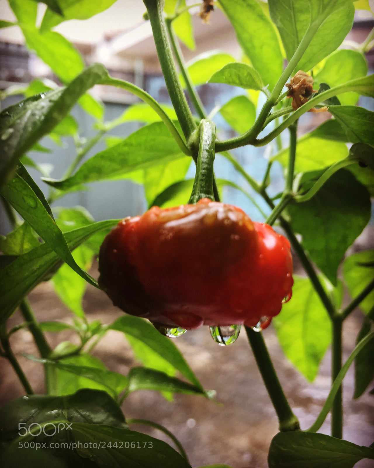 Apple iPhone 6 sample photo. After the rain... photography