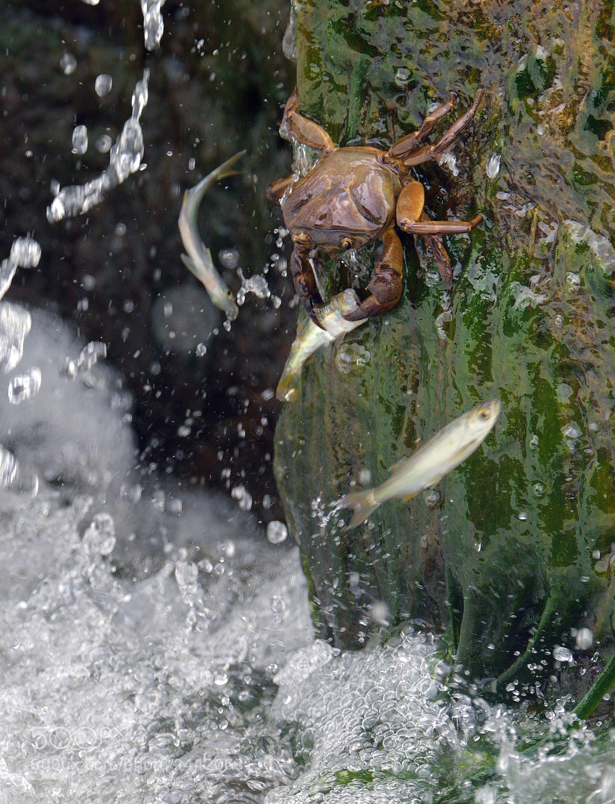 Nikon D810 sample photo. Opportunistic photography