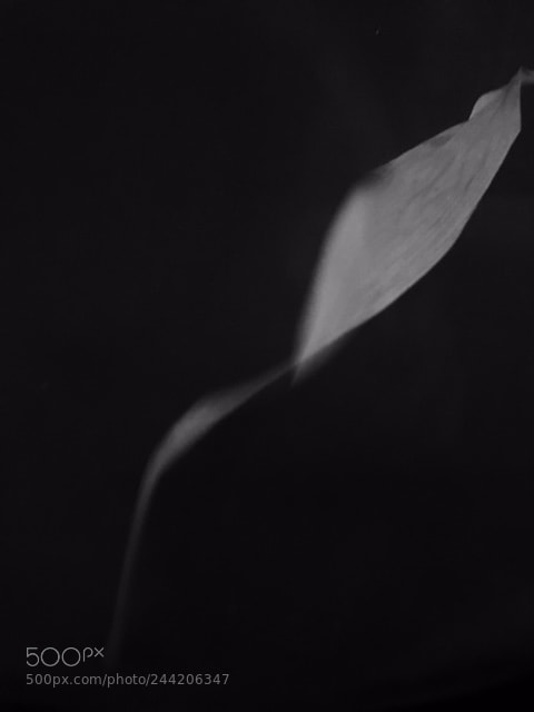 Apple iPhone 6s sample photo. Silient leaf photography