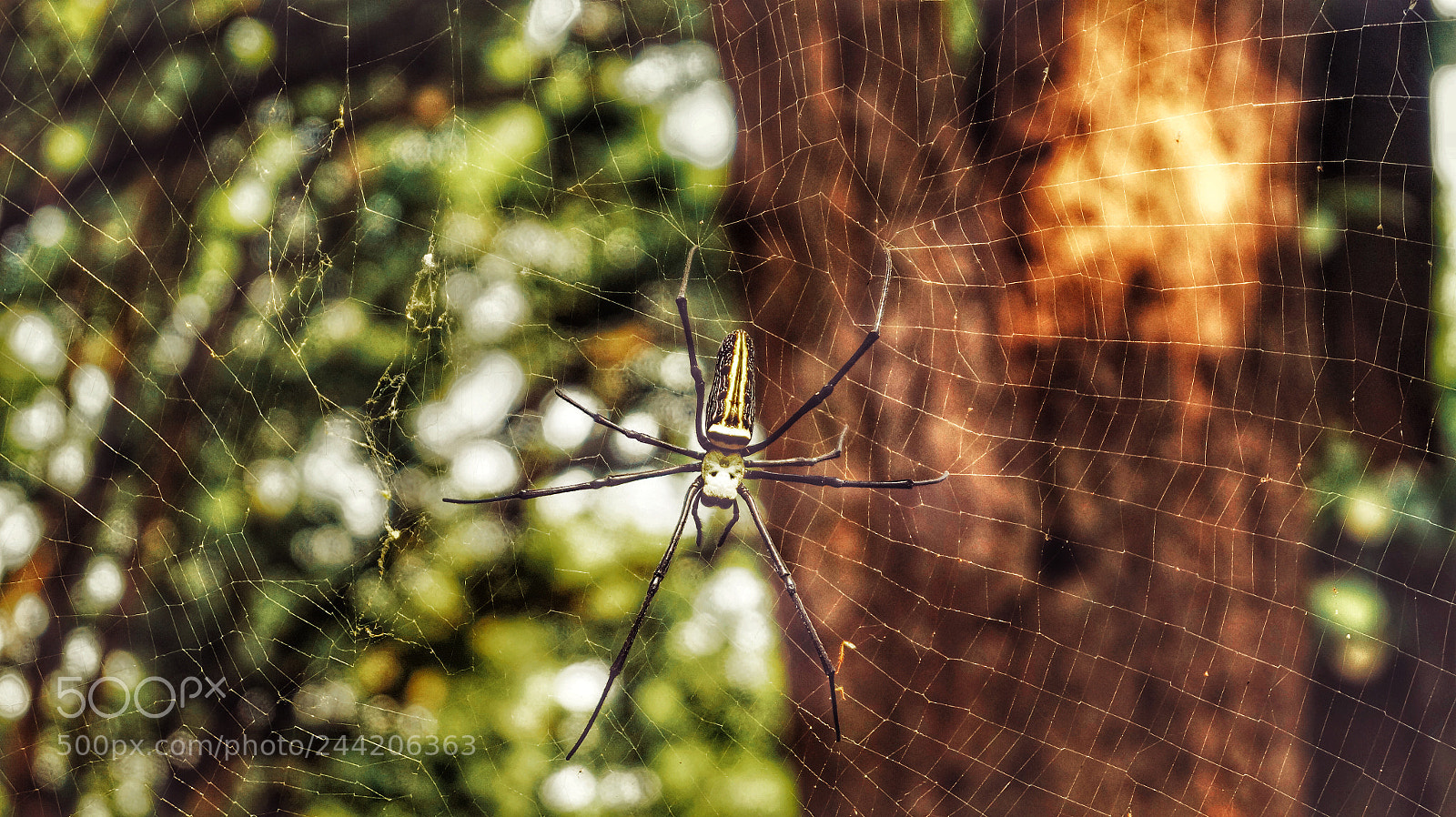 Sony SLT-A58 sample photo. Glowing spider on crystal photography