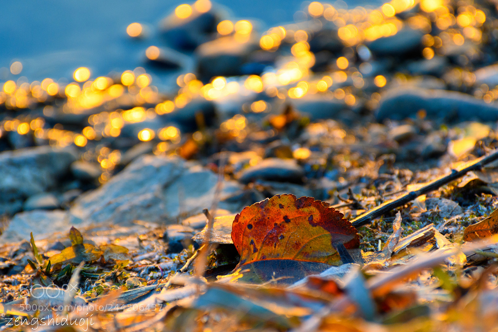 Nikon D500 sample photo. 灯火辉煌的海岸 photography