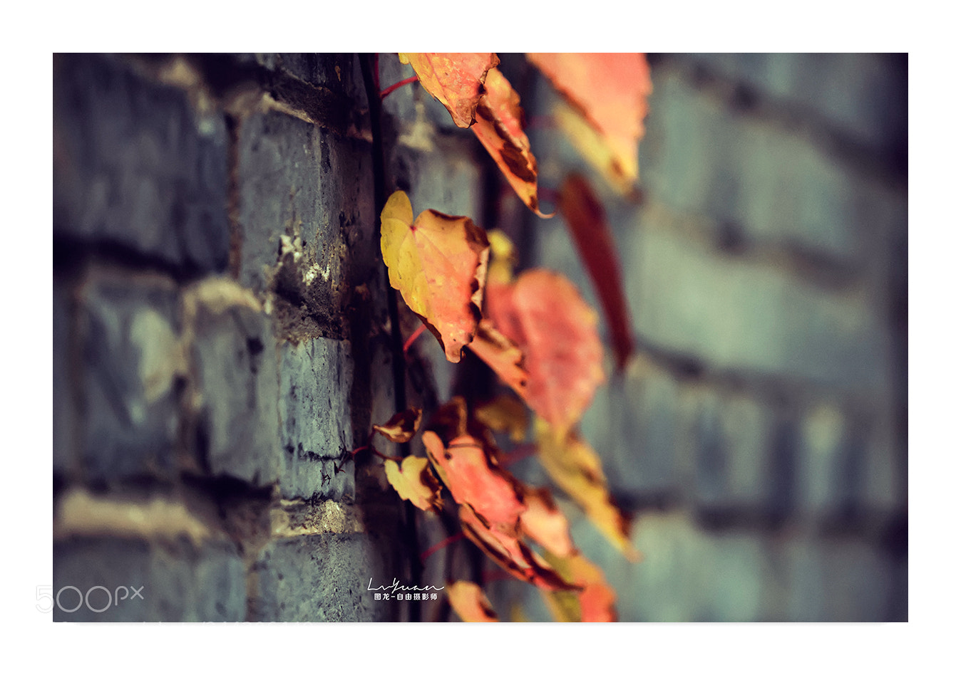 Sony a7 II sample photo. Untitled photography