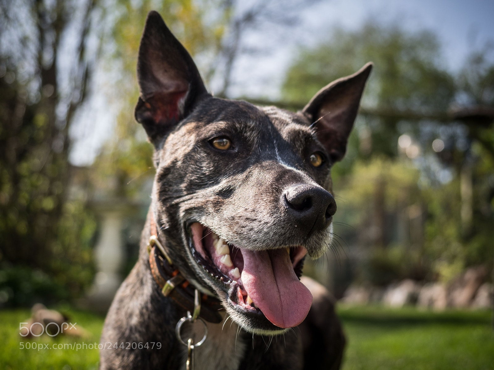 Olympus OM-D E-M10 II sample photo. Mans best friend photography