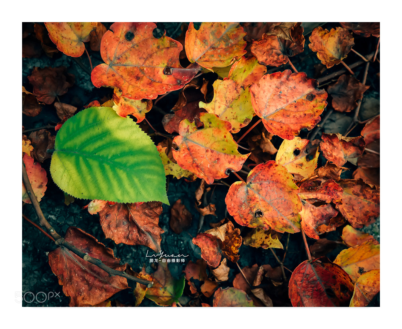 Sony a7 II sample photo. Untitled photography