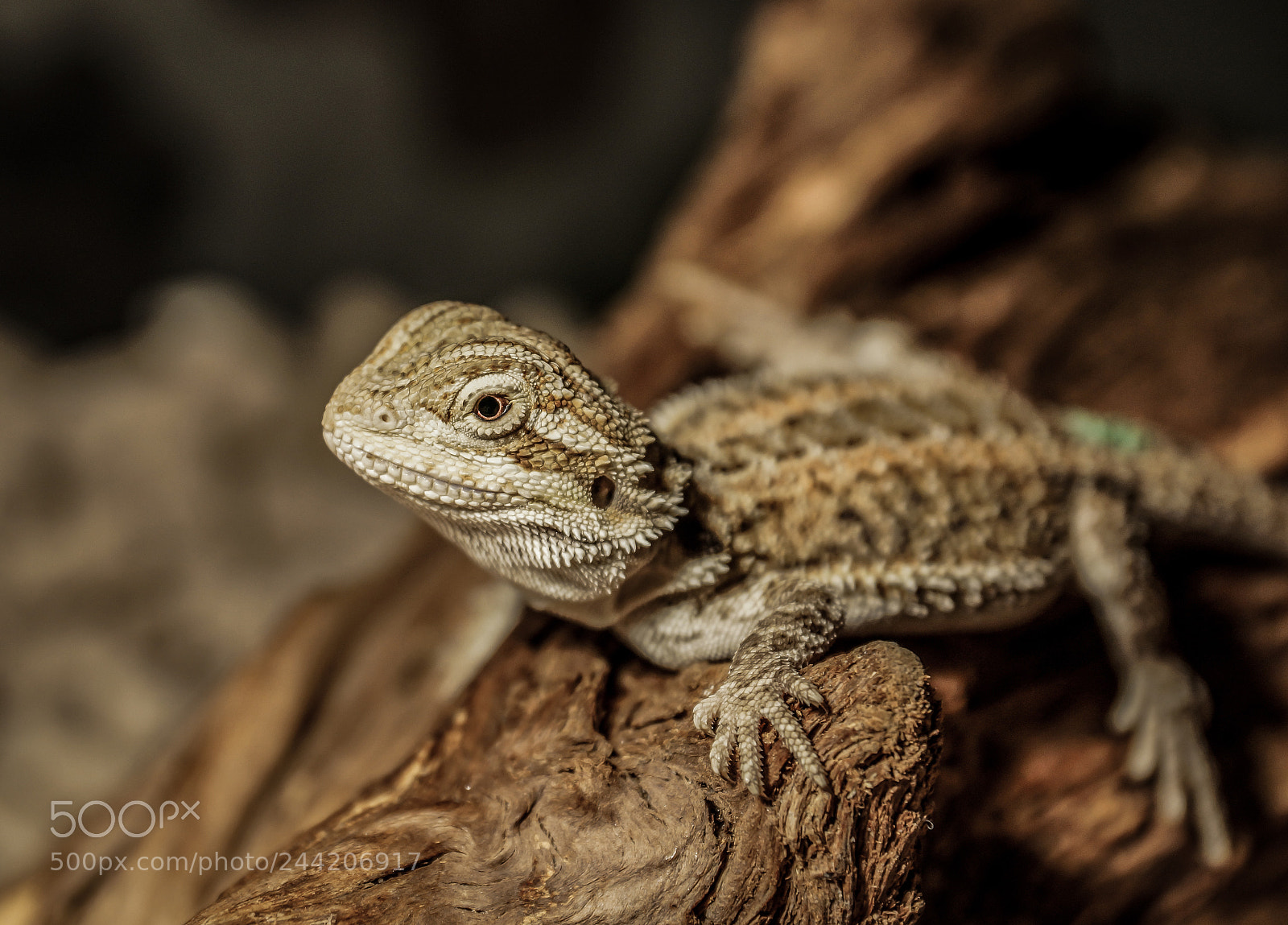 Sony SLT-A77 sample photo. Baby bearded dragon photography
