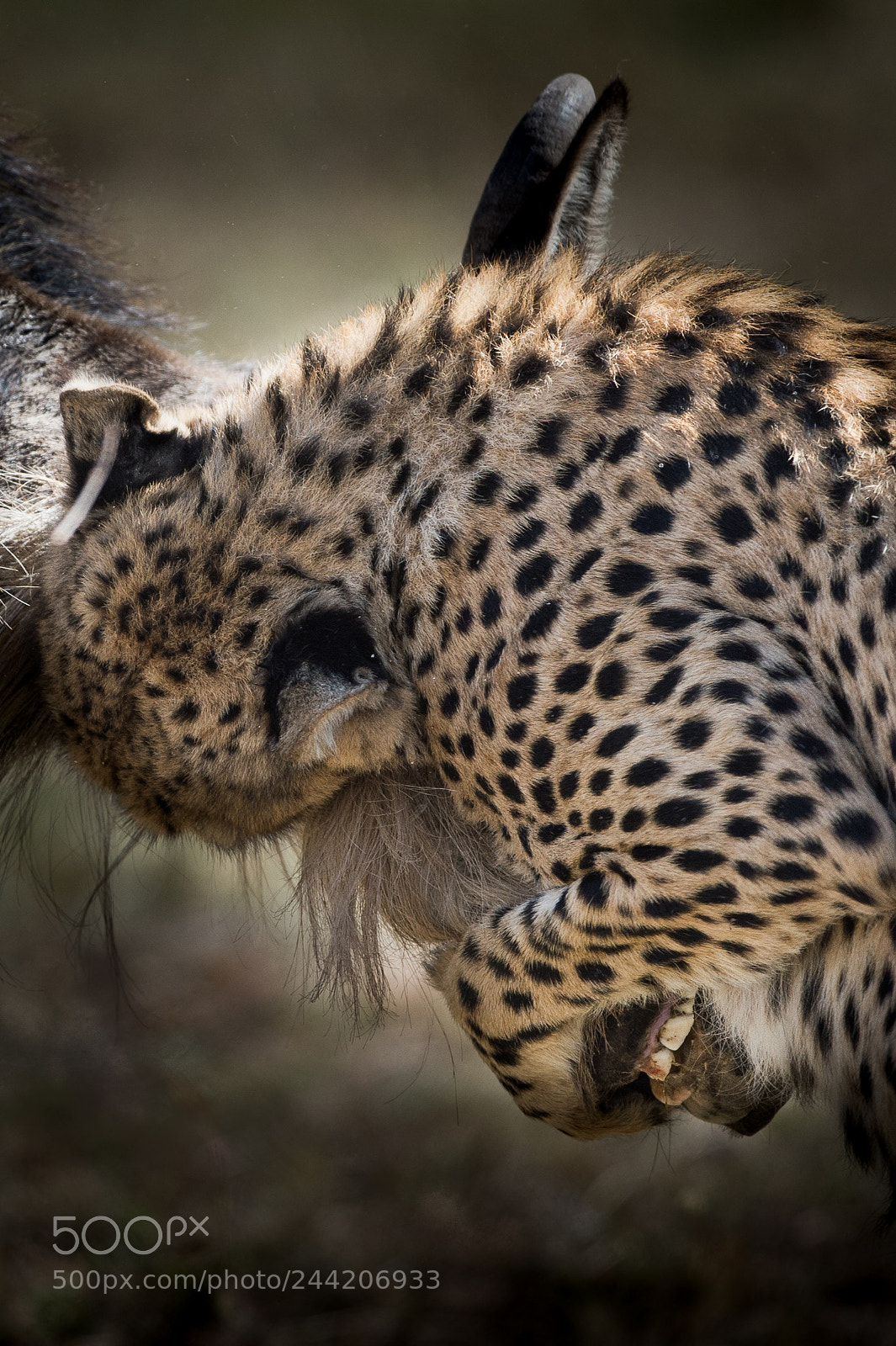 Nikon D4 sample photo. The kiss of death photography