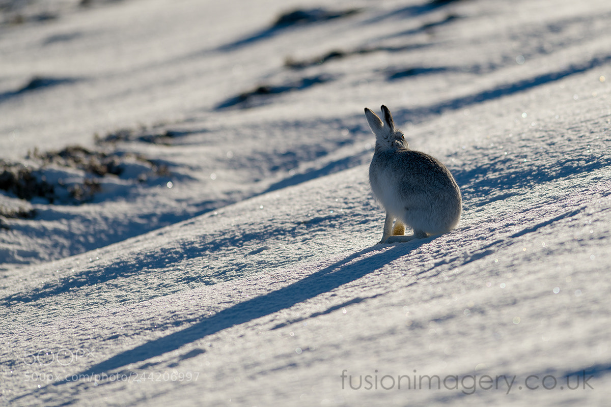 Nikon D850 sample photo. Snow bunny photography