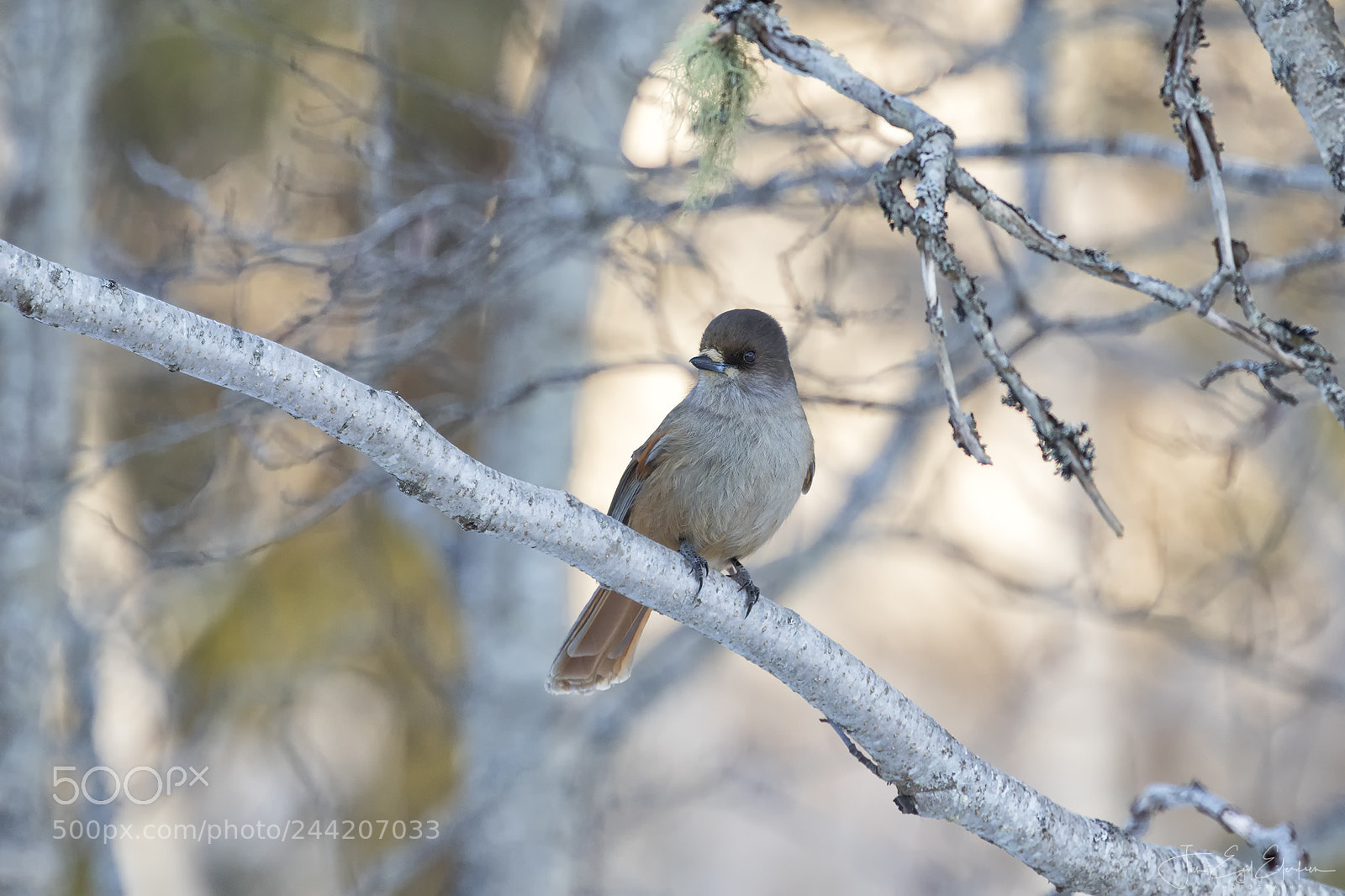 Canon EOS 7D Mark II sample photo. Lavskrike photography