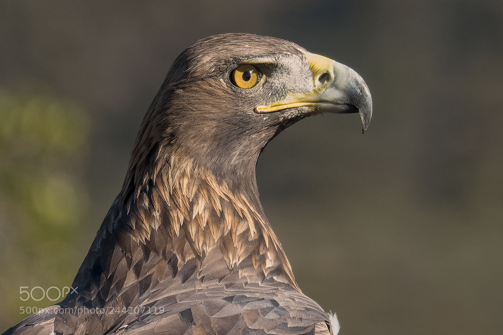 Sony Cyber-shot DSC-RX10 IV sample photo. Golden eagle photography