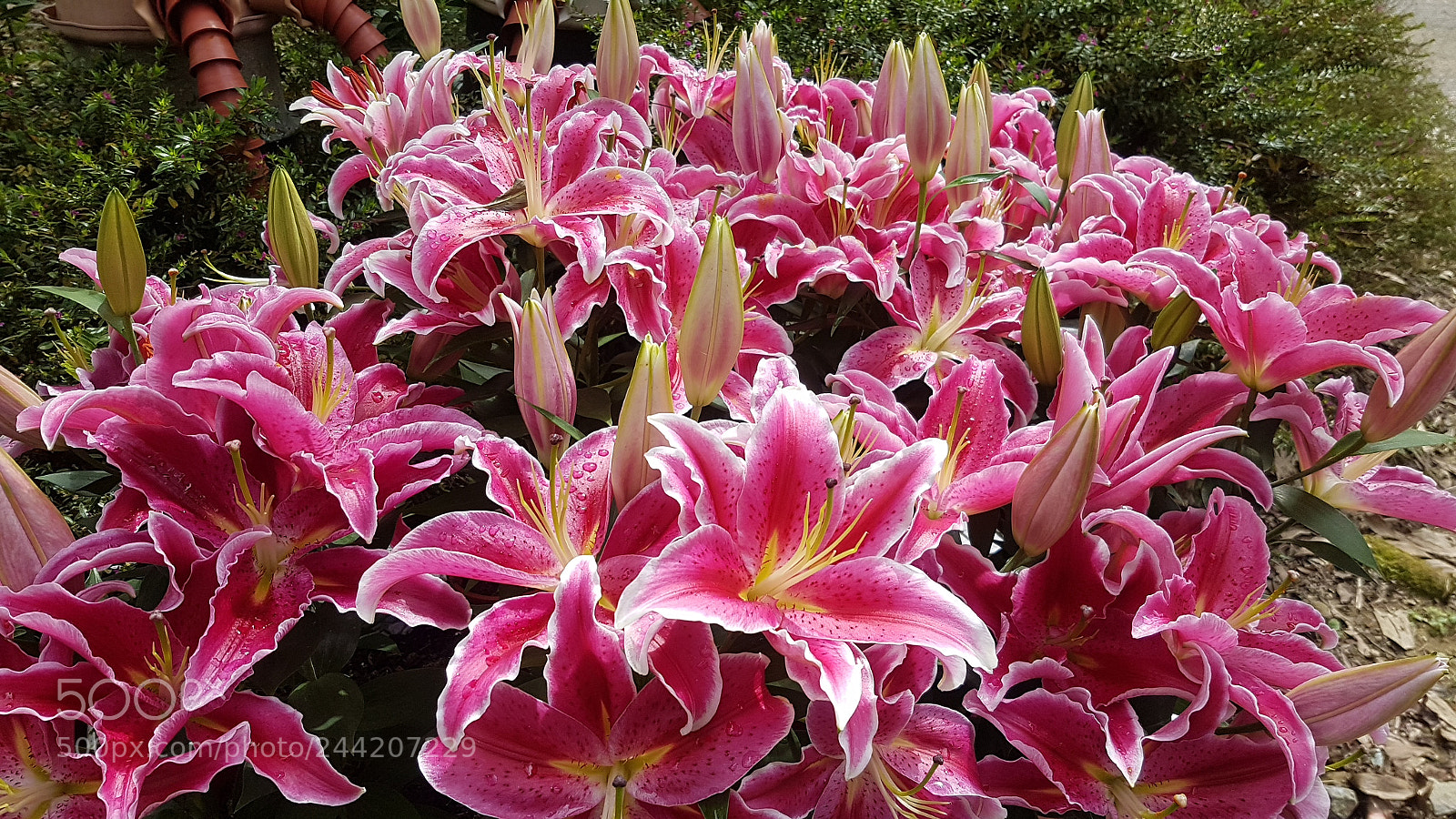 Samsung Galaxy S7 sample photo. Lily photography