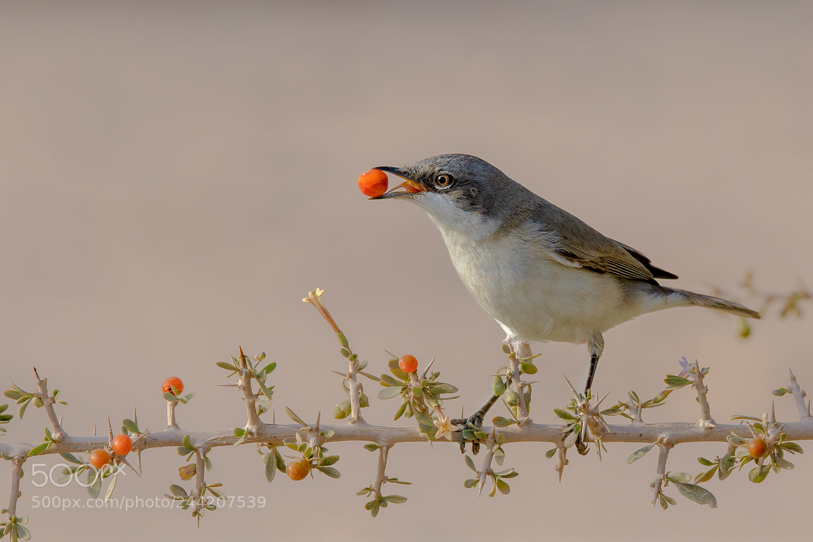 Nikon D500 sample photo. دخلة بيضاء الحنجرة صغري (الاسم العلمي: sylvia curruca) (بالإنجليزية: lesser whitethroat) photography