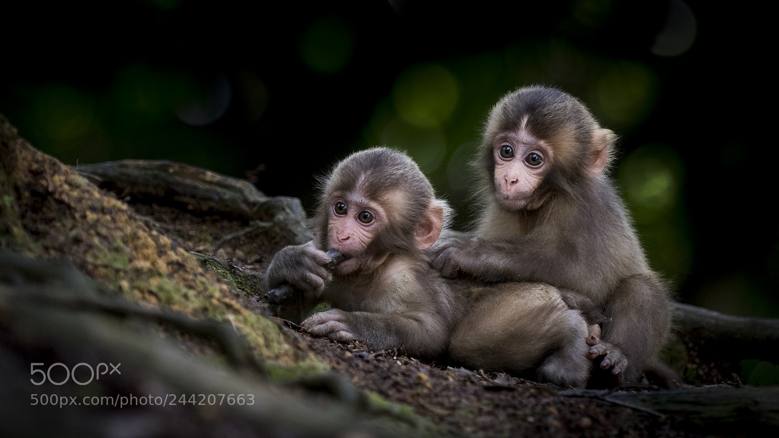 Nikon D810 sample photo. Baby monkeys v. 2.0 photography
