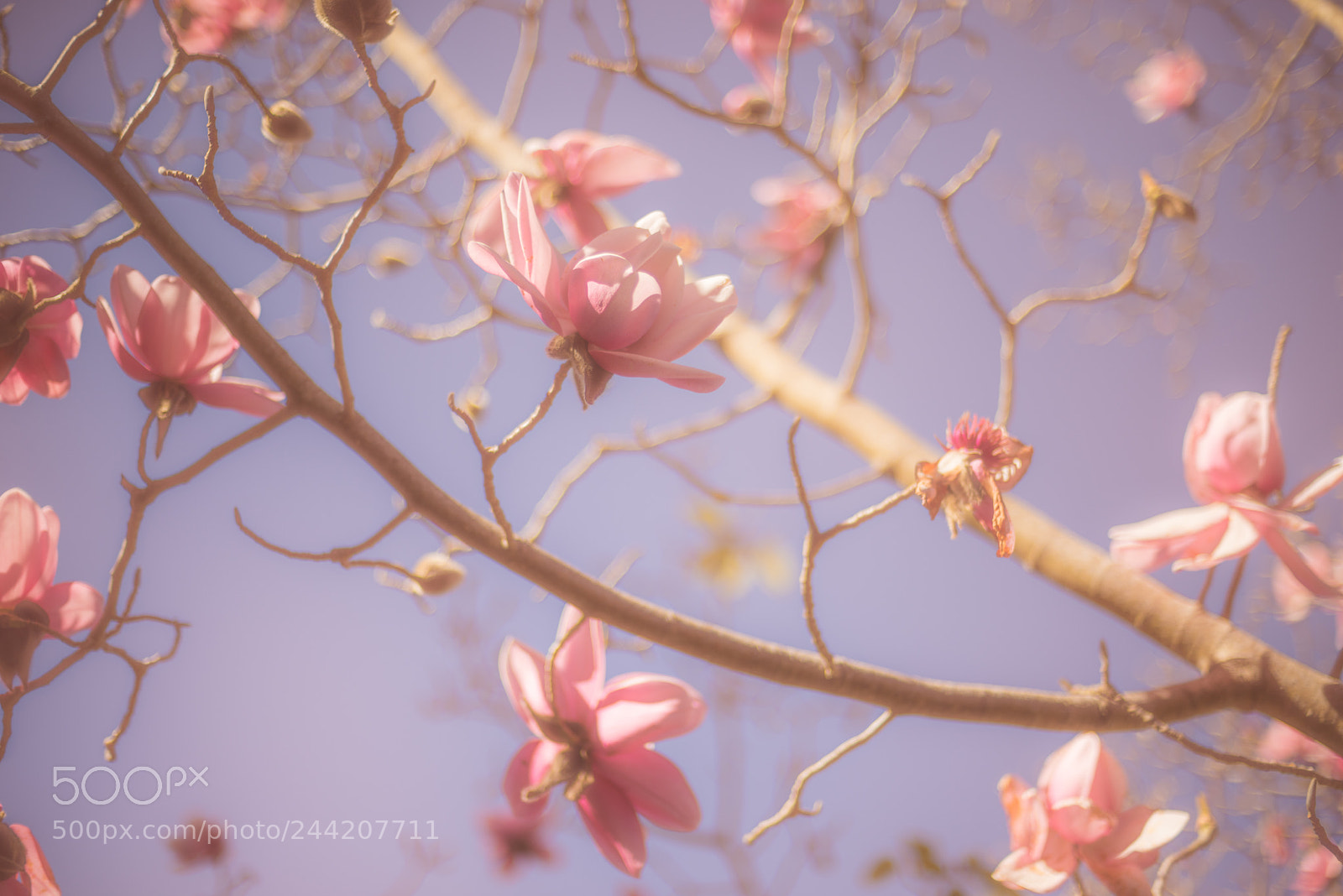 Nikon D810 sample photo. Young flower photography
