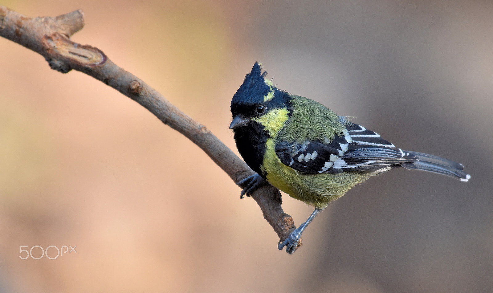 Nikon AF-S Nikkor 200-500mm F5.6E ED VR sample photo. Black lored tit photography