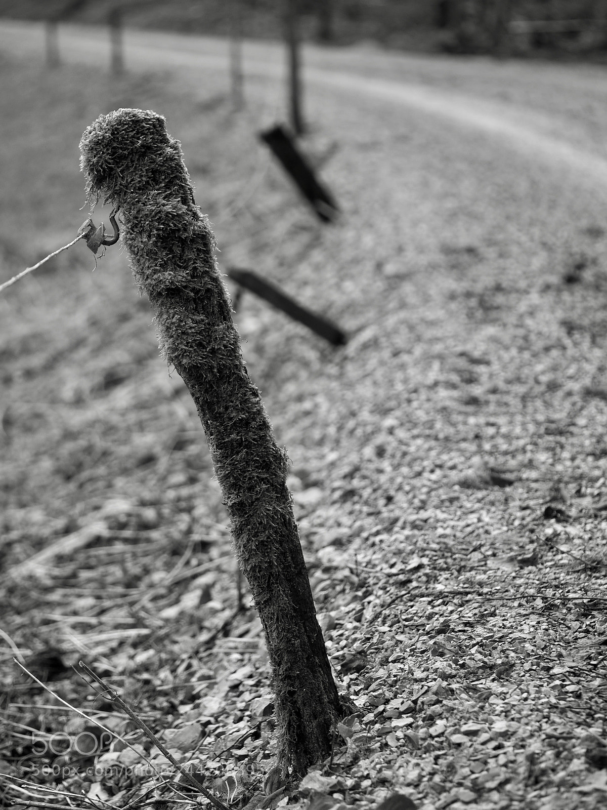 Olympus OM-D E-M10 II sample photo. Fence photography