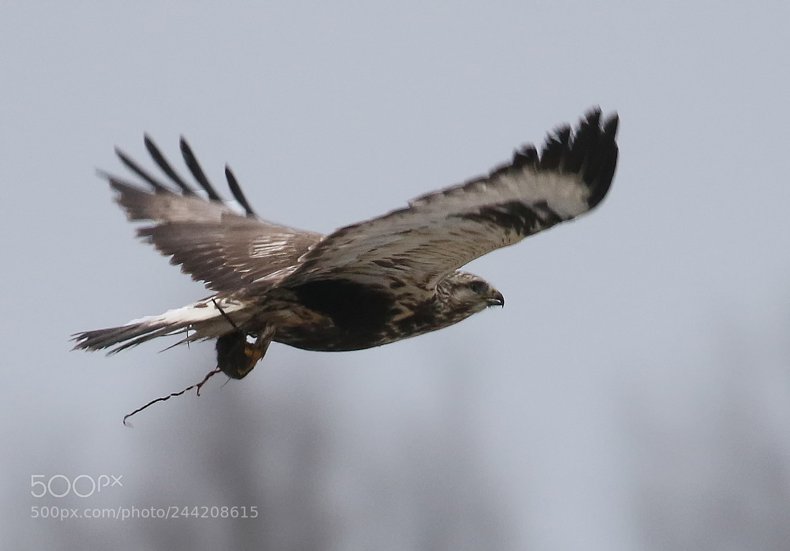 Canon EOS 7D Mark II sample photo. Rough legged buzzard with photography