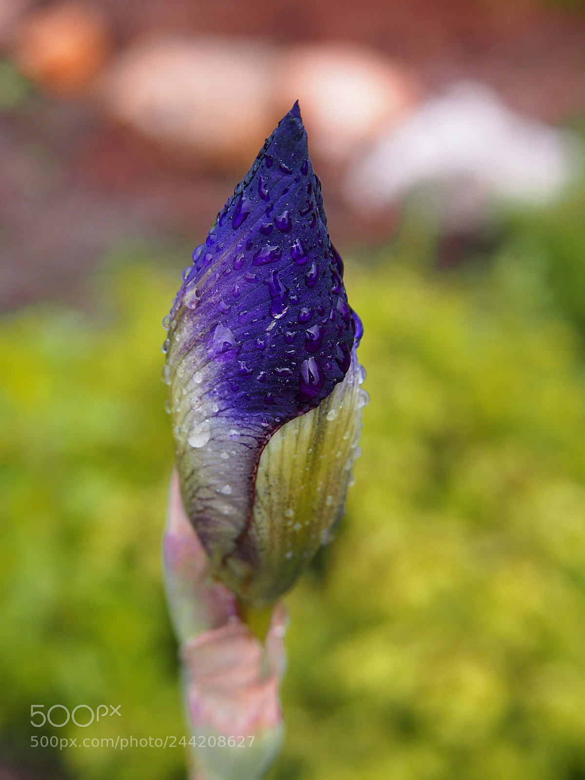 Olympus PEN E-PL5 sample photo. Iris photography