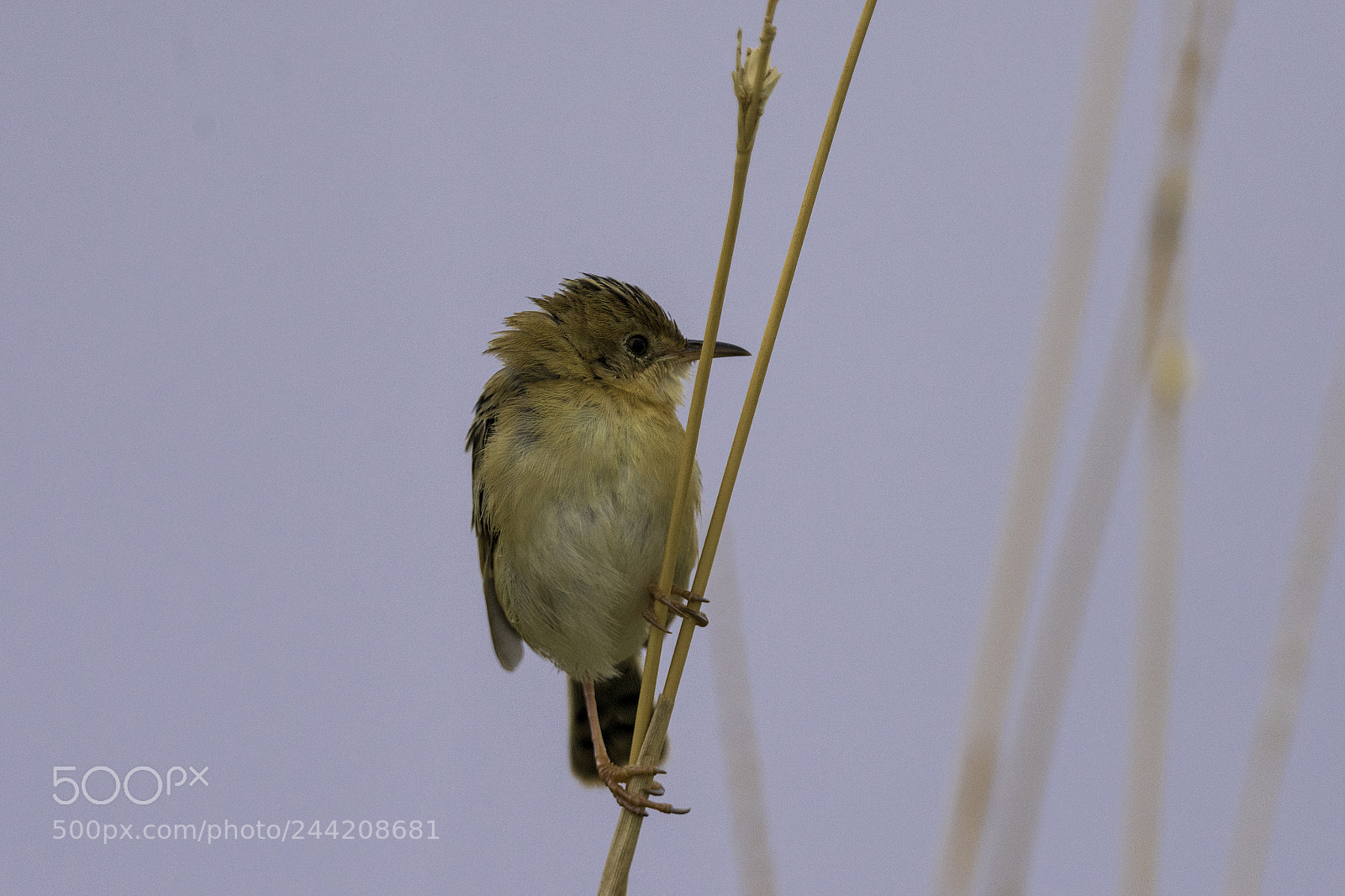 Nikon D810 sample photo. Golden-headed cisticola on grass photography