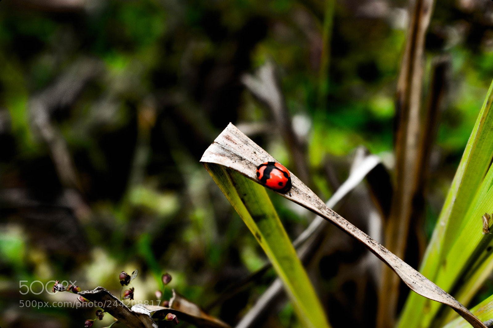 Nikon D3400 sample photo. Ladybug photography
