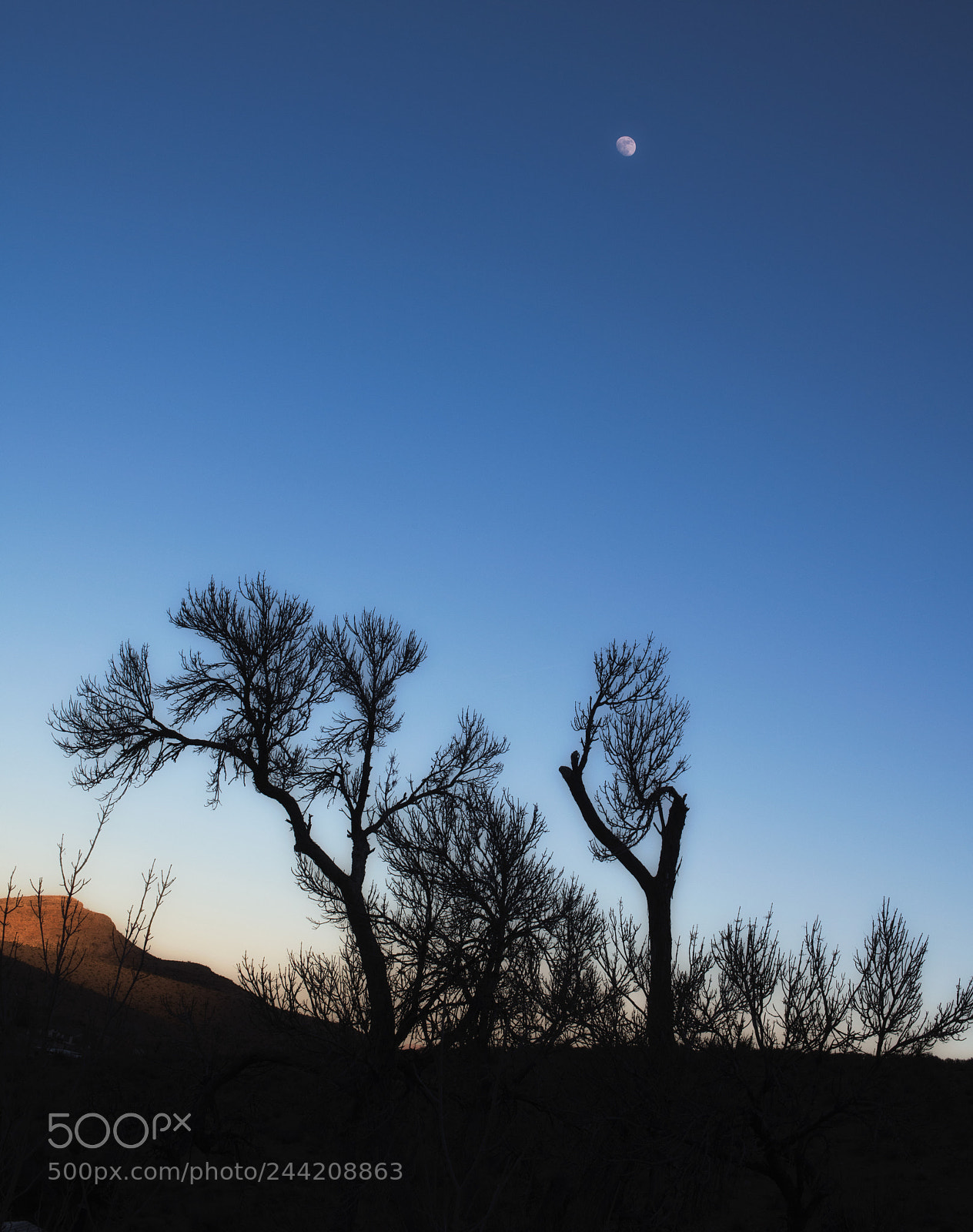 Nikon D850 sample photo. Moonlight photography