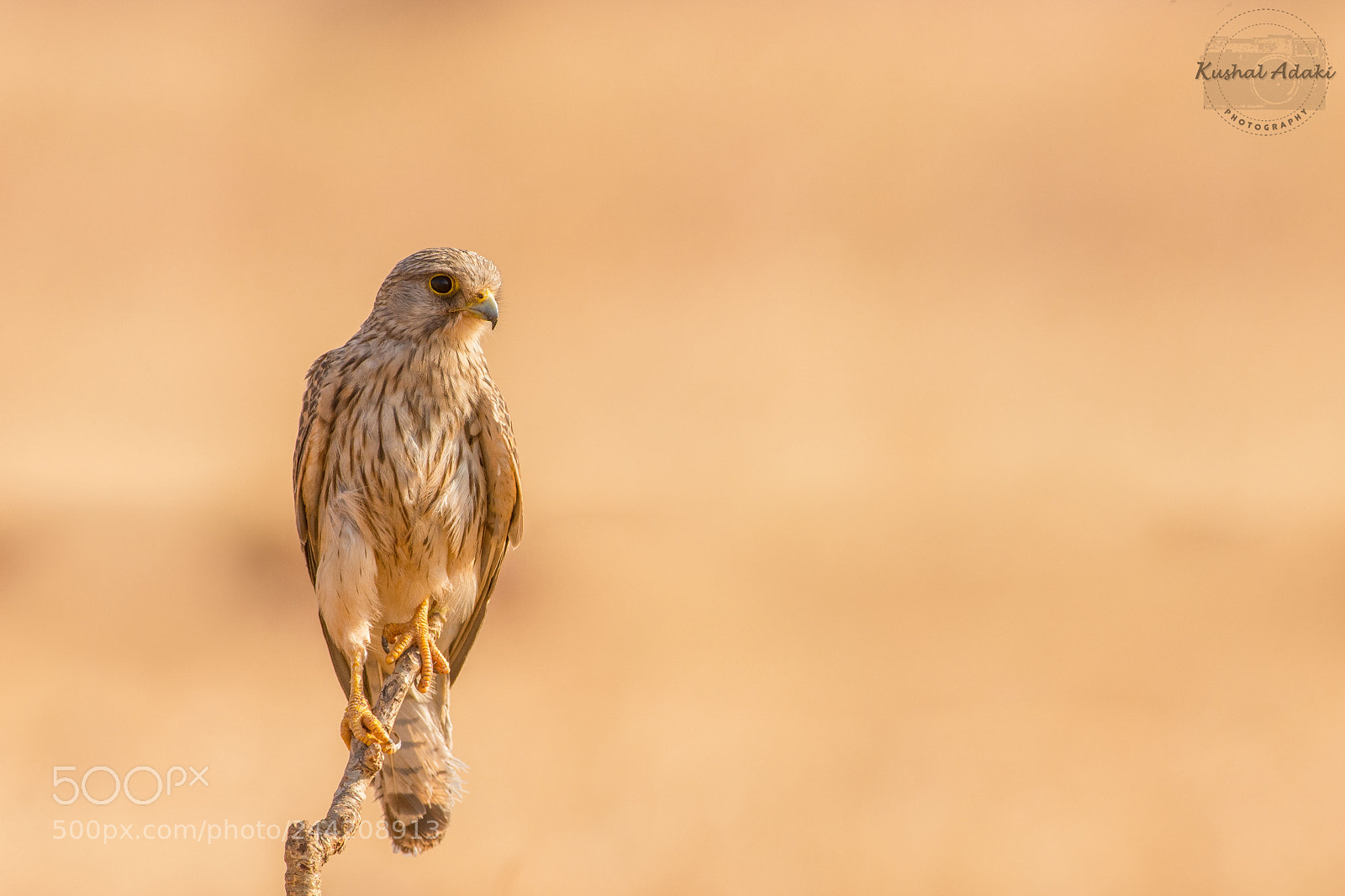 Nikon D7200 sample photo. Common kestrel (female) photography