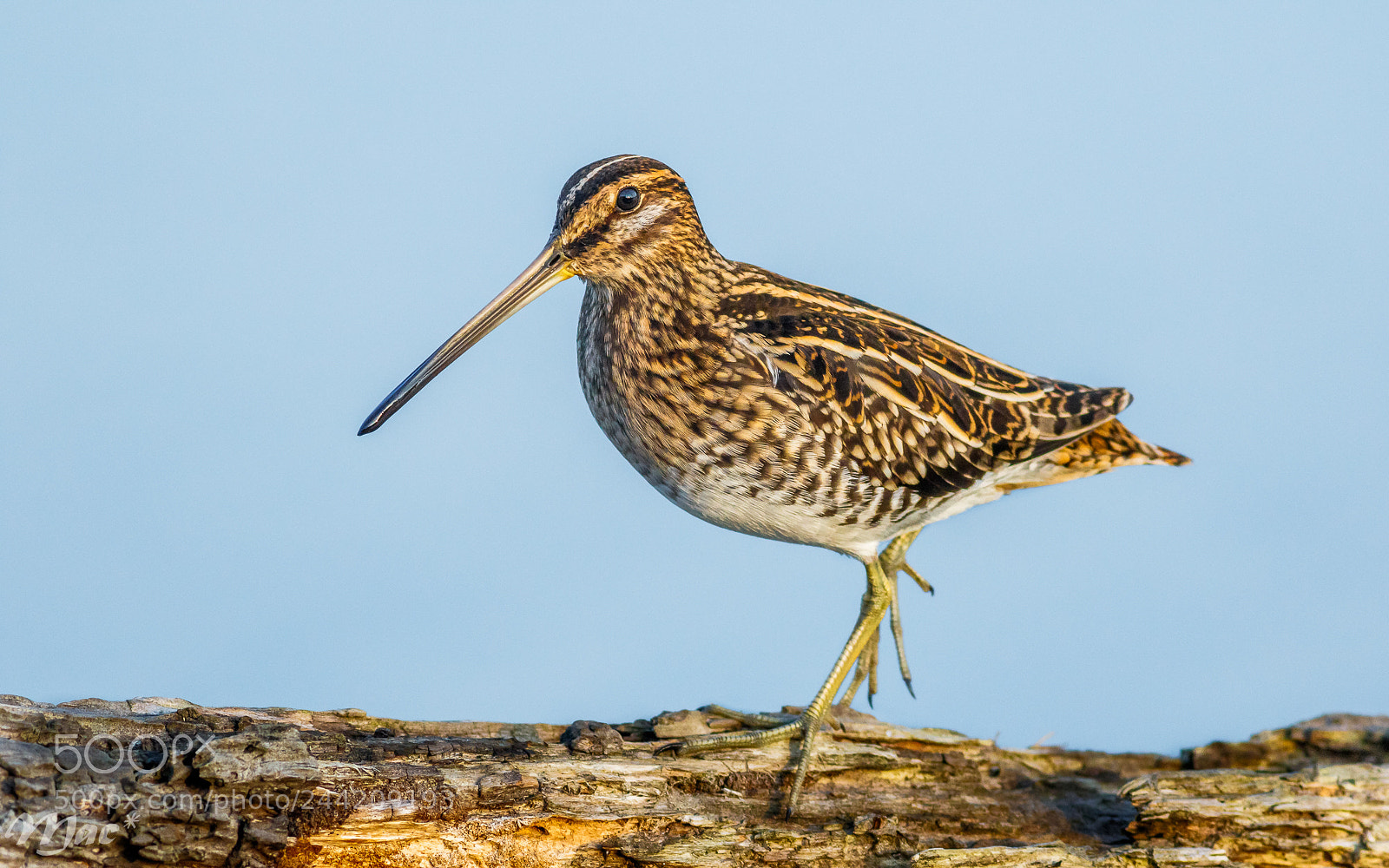 Canon EOS 7D Mark II sample photo. Common snipe-watersnip photography