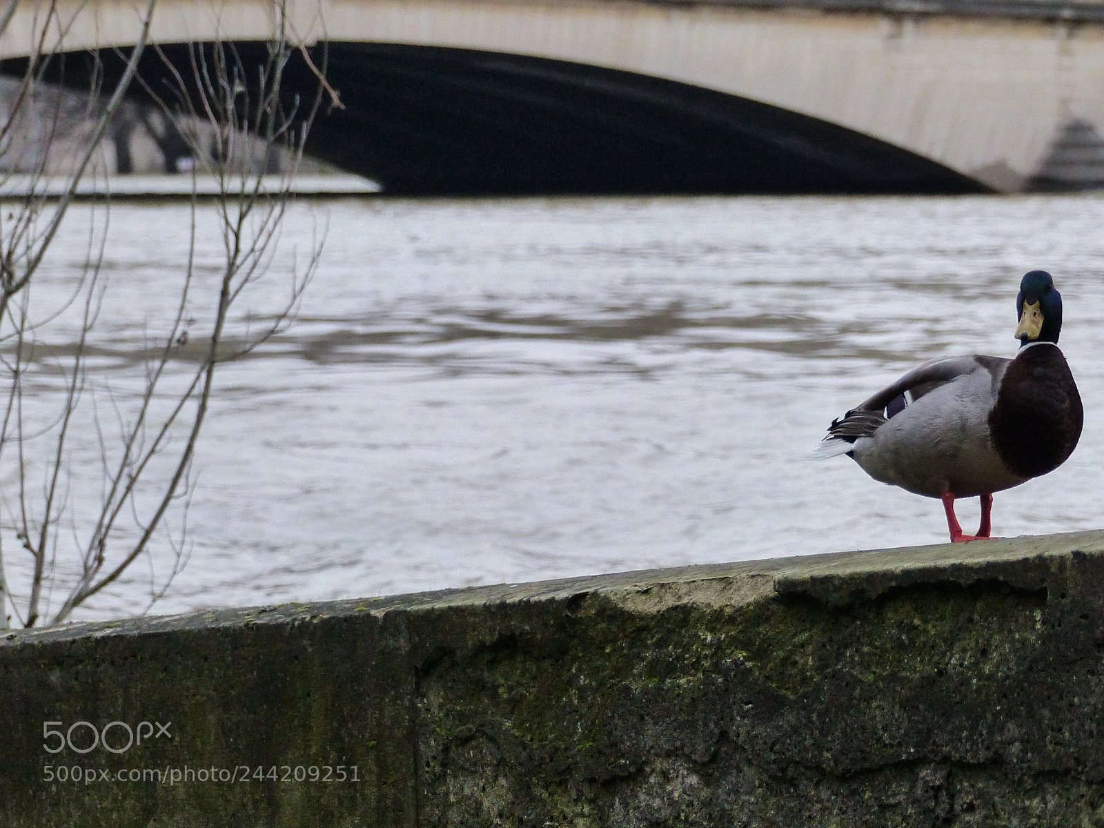 Panasonic Lumix DMC-FZ200 sample photo. Lonesome duck photography