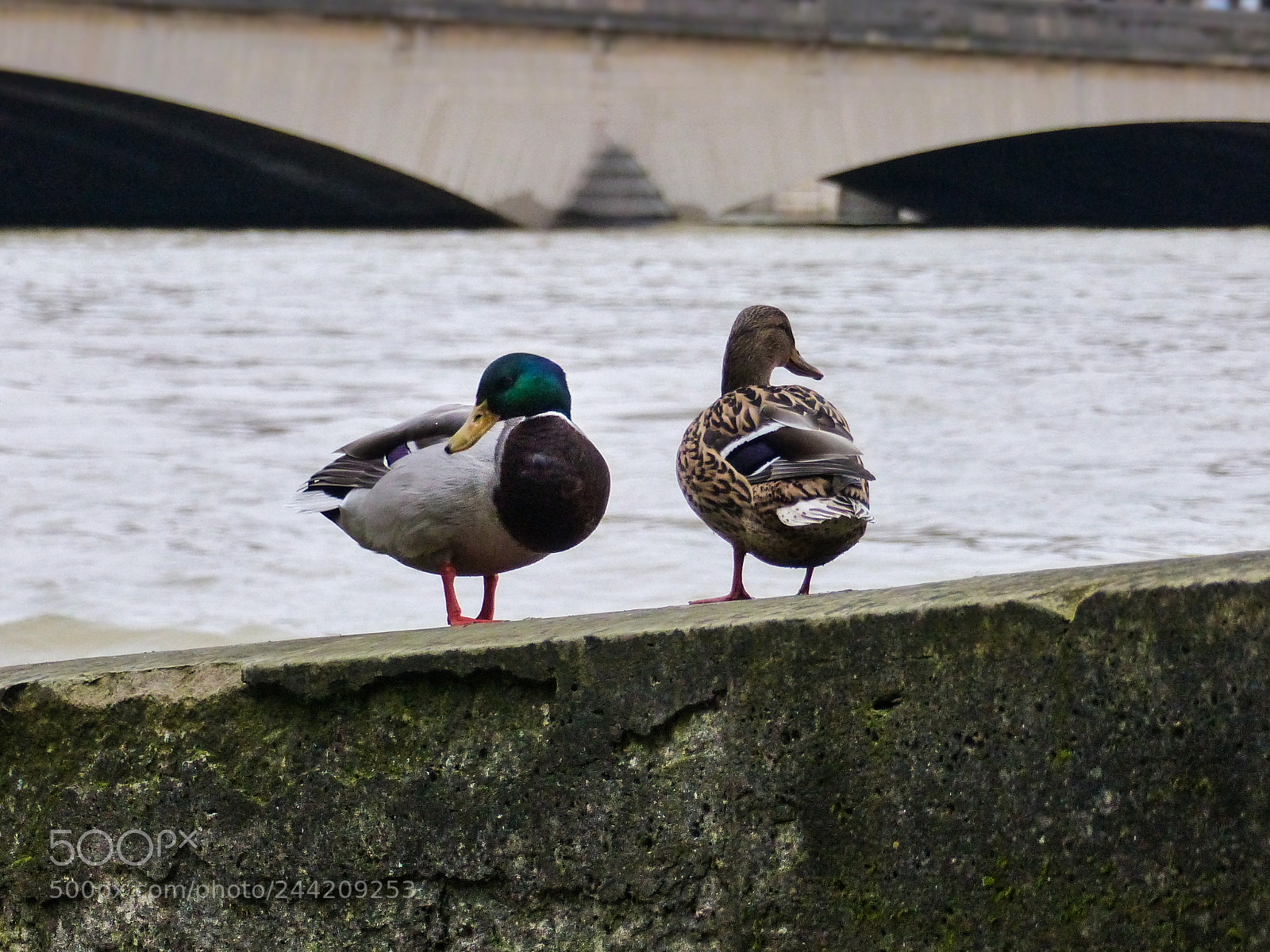 Panasonic Lumix DMC-FZ200 sample photo. Ducky duck photography