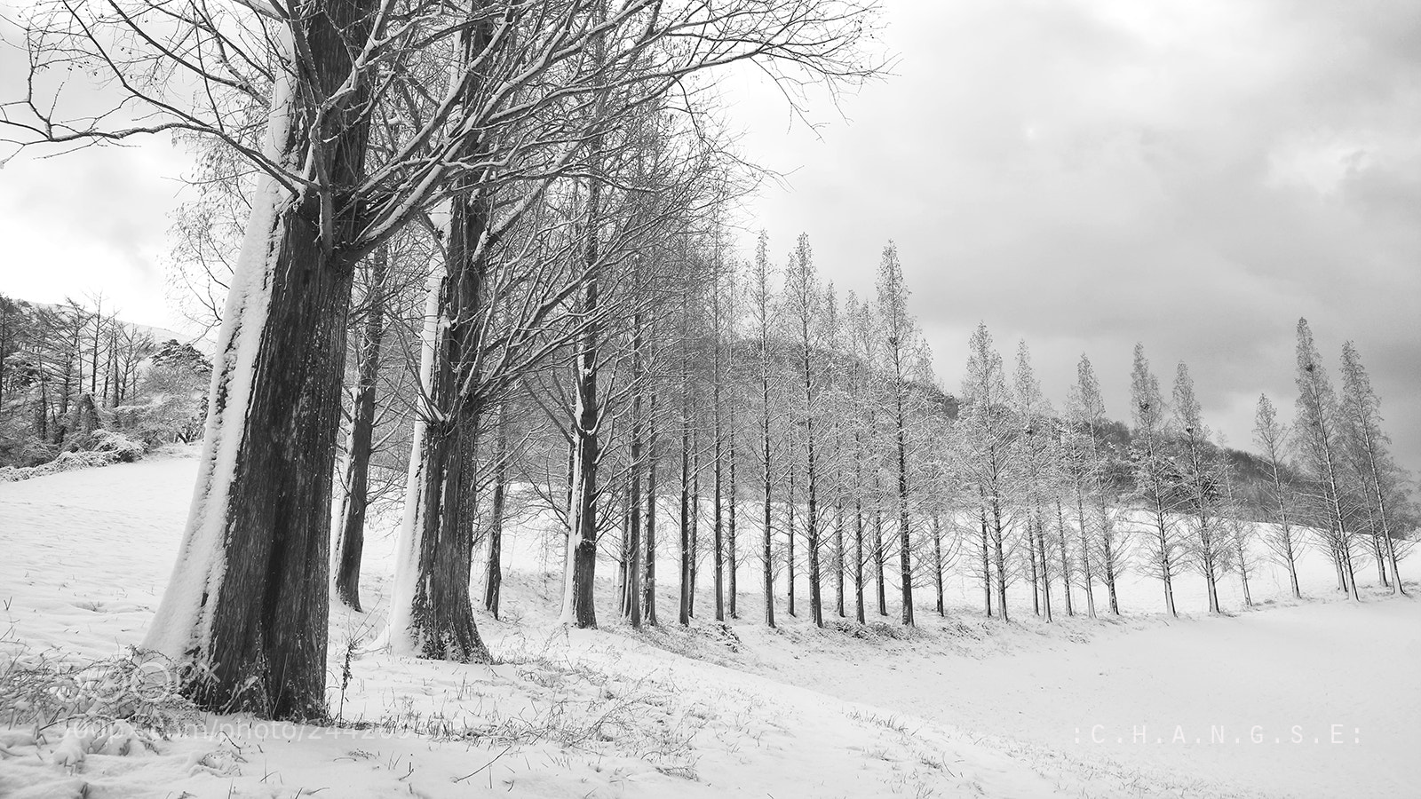 Sony SLT-A99V sample photo. The winter trees... photography