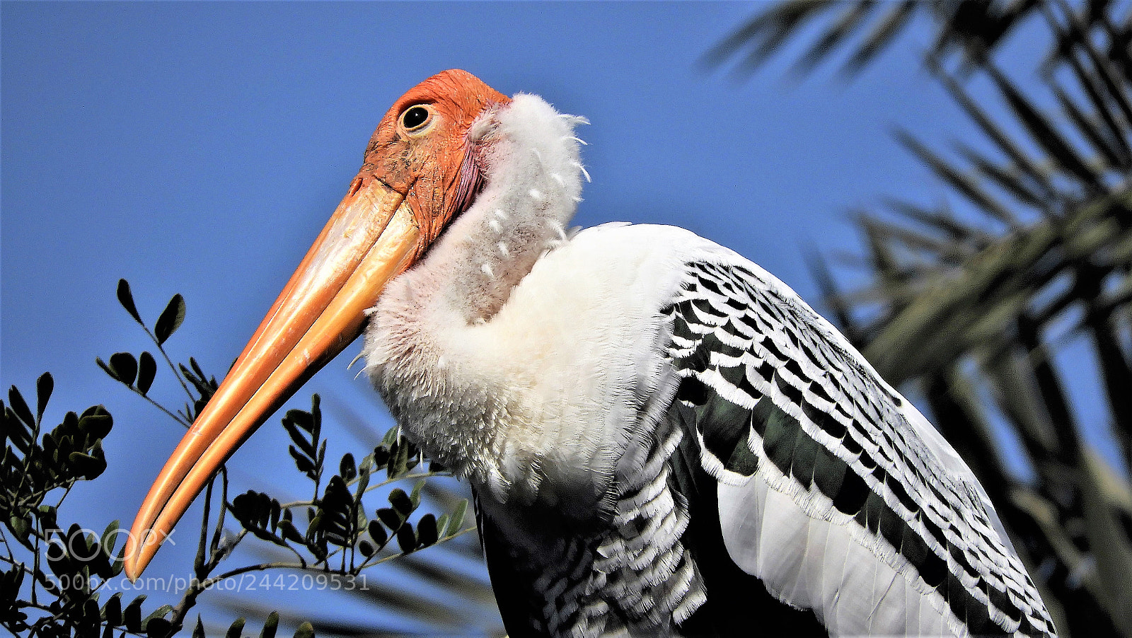 Nikon Coolpix B700 sample photo. Painted stork photography