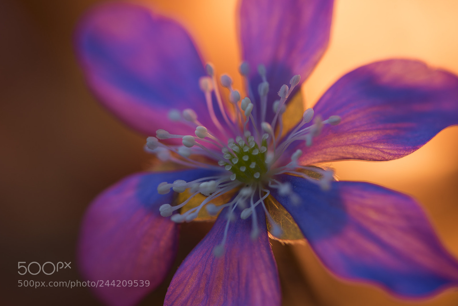 Nikon D810 sample photo. It’s spring? photography