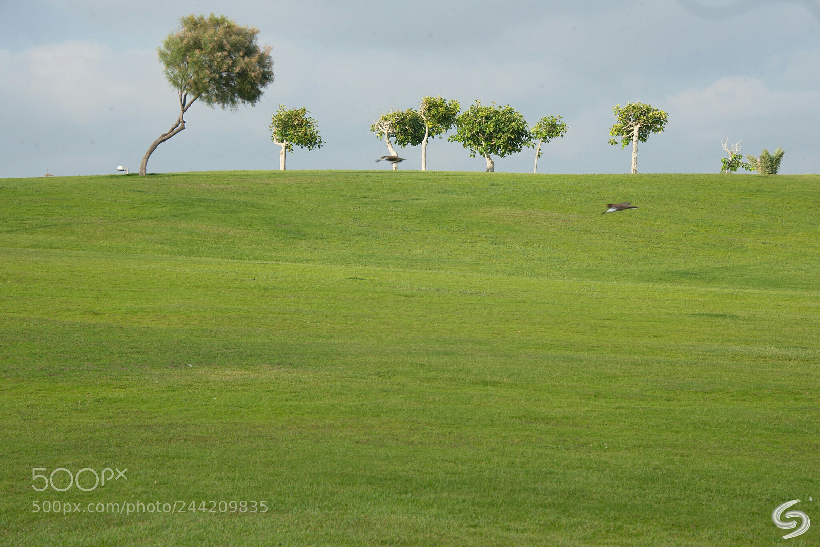 Nikon D800E sample photo. Green photography